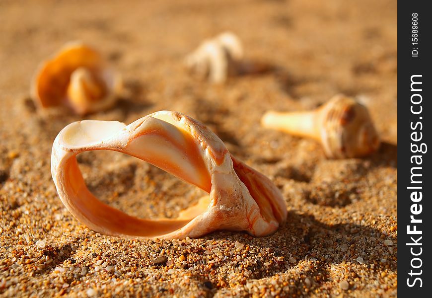 Composition of some old seashells on the yellow sand. Composition of some old seashells on the yellow sand