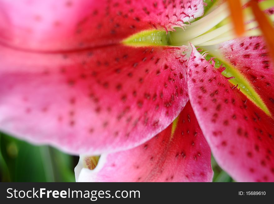 Closeup macro sho of a Pink Stargazer Lilly Flower