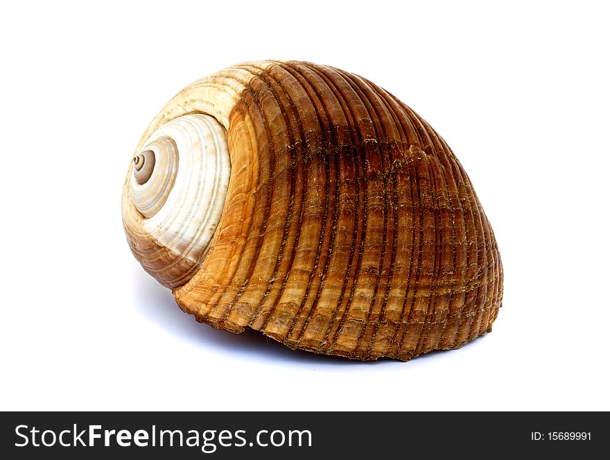 Side view of shell isolated on white background. Side view of shell isolated on white background