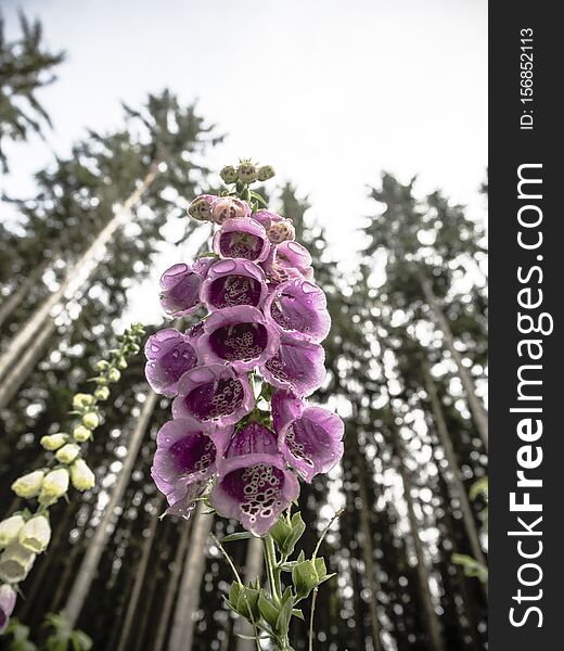 Picture of a foxglove in the middle of forest in the Czech Republic. Nature picture. Picture of a foxglove in the middle of forest in the Czech Republic. Nature picture.