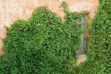 Brick Wall With Ivy Stock Image Brick Wall With Ivy Stock Image