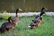 Duck And Drakes Stock Photo