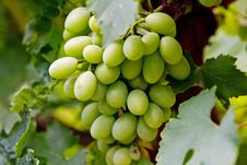 Green Grape Cluster Stock Photo Green Grape Cluster Stock Photo
