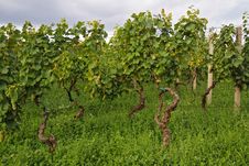 Vineyard Stock Photo Vineyard Stock Photo