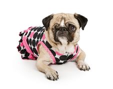 Pug Dog With One Eye In A Polka Dot Dress Stock Images Pug Dog With One Eye In A Polka Dot Dress Stock Images