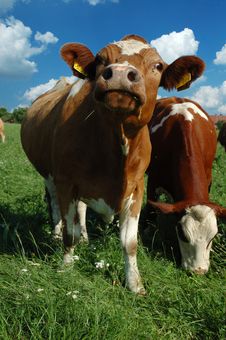 Curious Look Young Cow Royalty Free Stock Image