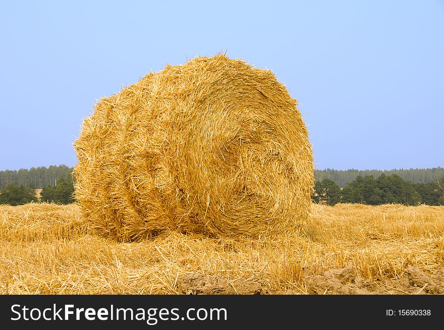 Meadow of hay bales