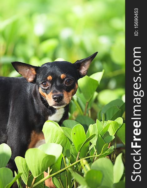 Toy terrier dog in a green grass