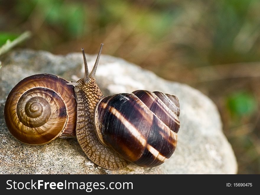 Two snails on stone closeup