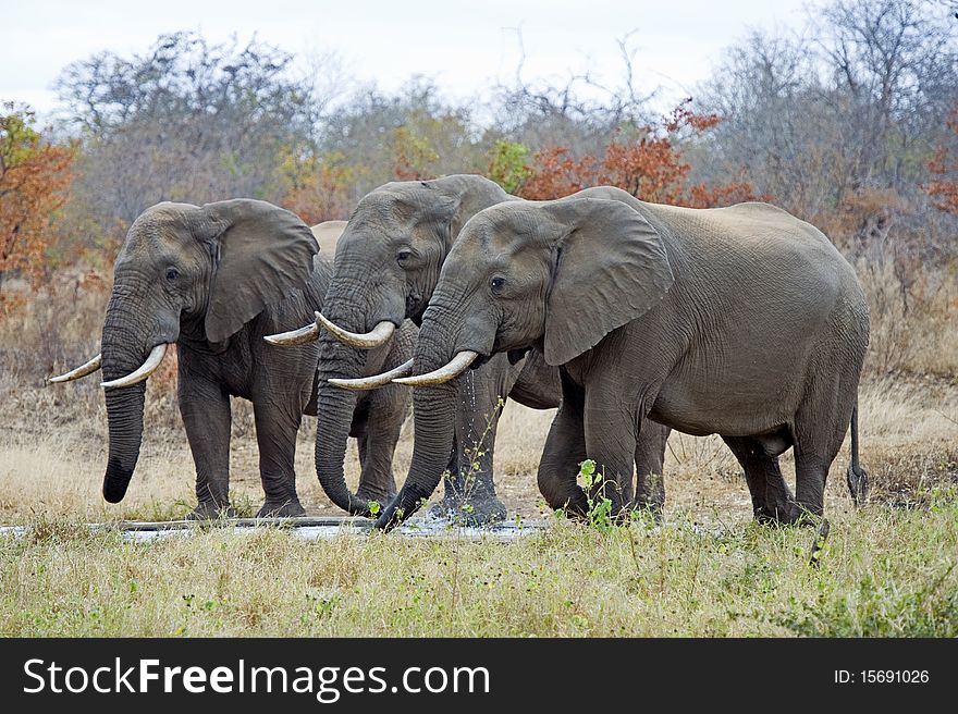 A trio of Elephant Bulls at the waterhole. A trio of Elephant Bulls at the waterhole