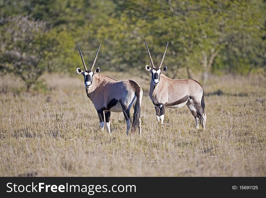 Two Gemsbok stare back at the camera