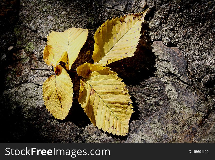 Yellow leaf in shadow on the rock black ground.