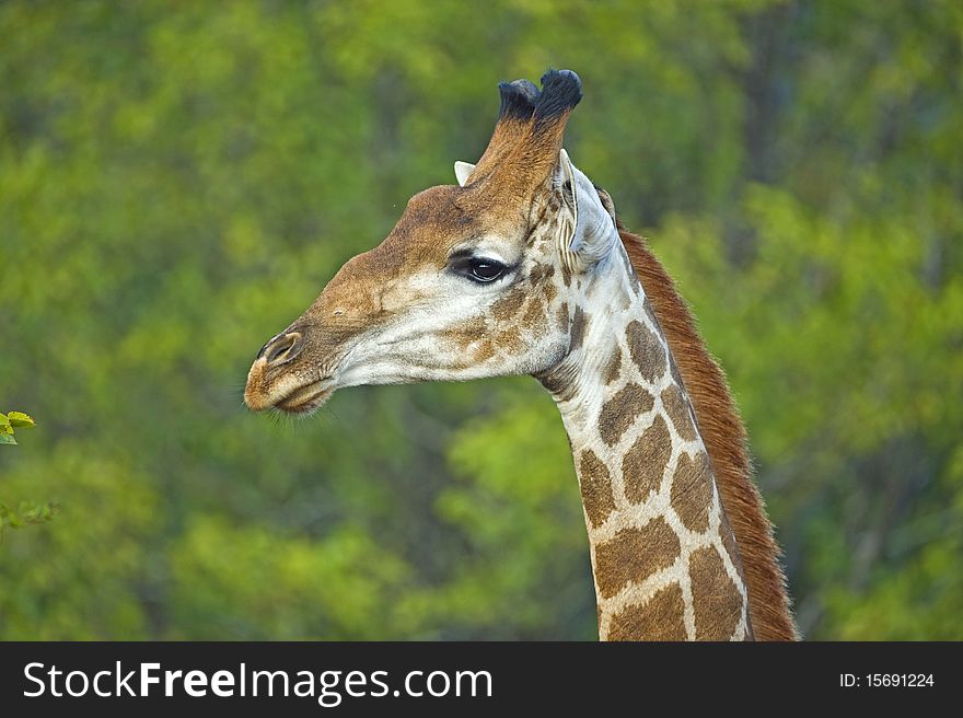 The head portrait ofa beautiful Giraffe. The head portrait ofa beautiful Giraffe