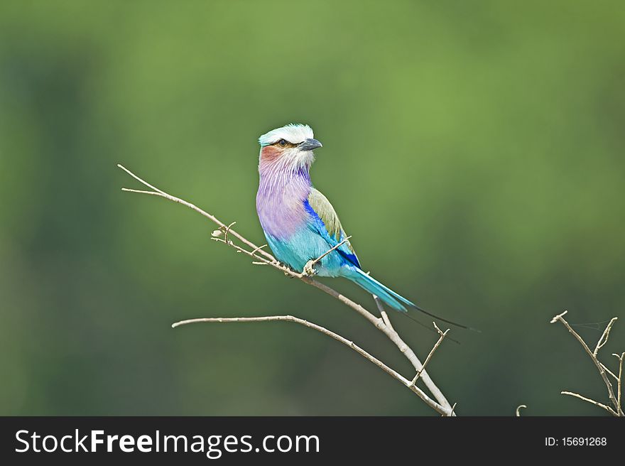 A beautiful bird named a Lilacbreasted Roller