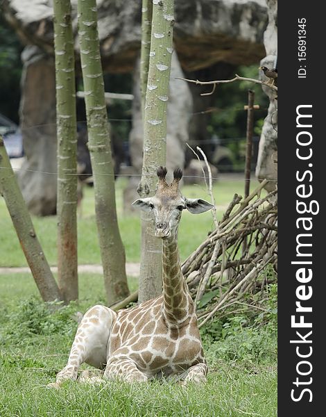 Relaxing young giraffe, sit down