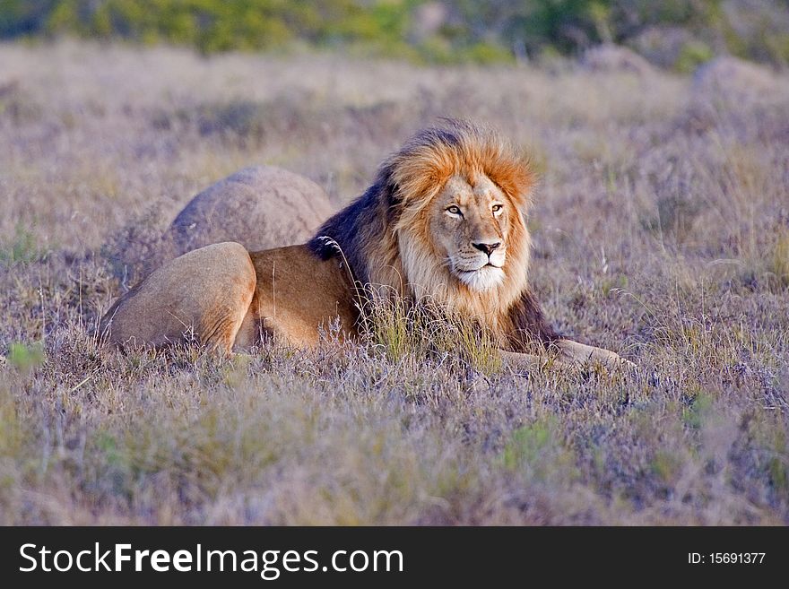 A huge Male Lion sits in the Grass. A huge Male Lion sits in the Grass