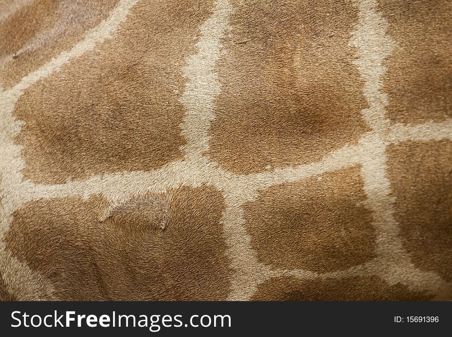 Young giraffe skin background/texture