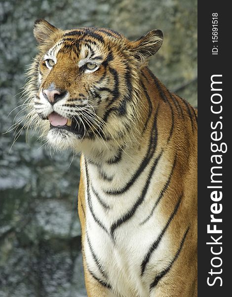 Bengal tiger close up the head
