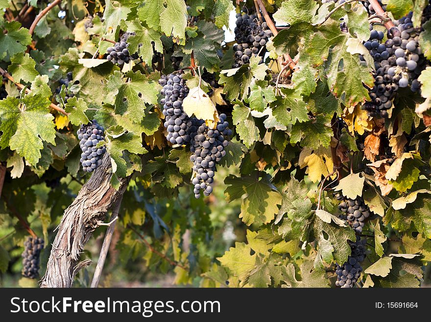 Grapes in a  vineyard with leaves at sunset light. Grapes in a  vineyard with leaves at sunset light