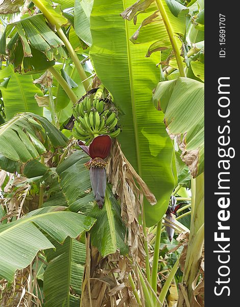 Closeup of flower of banana