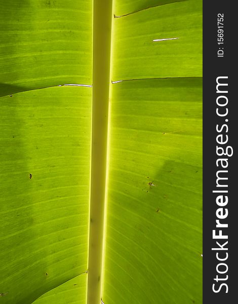 Green leaf of banana - detail