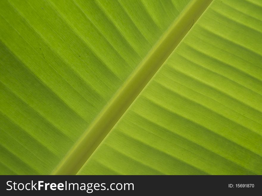 Green leaf of banana - detail