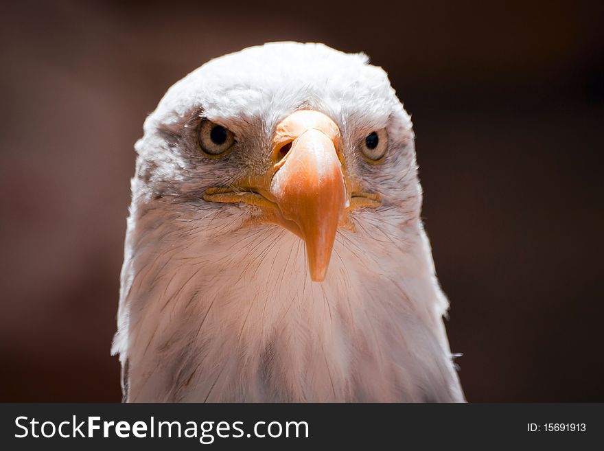 Head of American Eagle in Zoo. Closeup portrait.