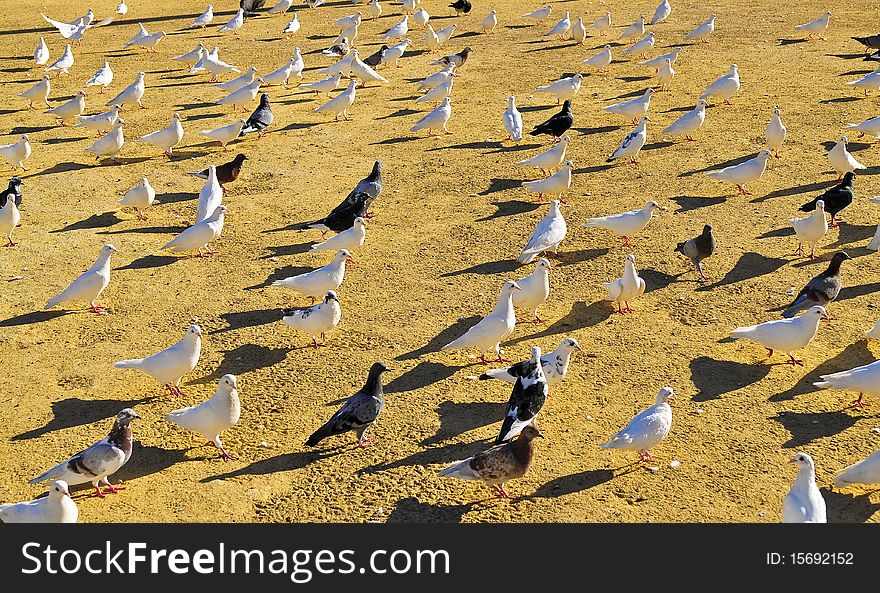 Pigeons pattern on dusty background. Pigeons pattern on dusty background