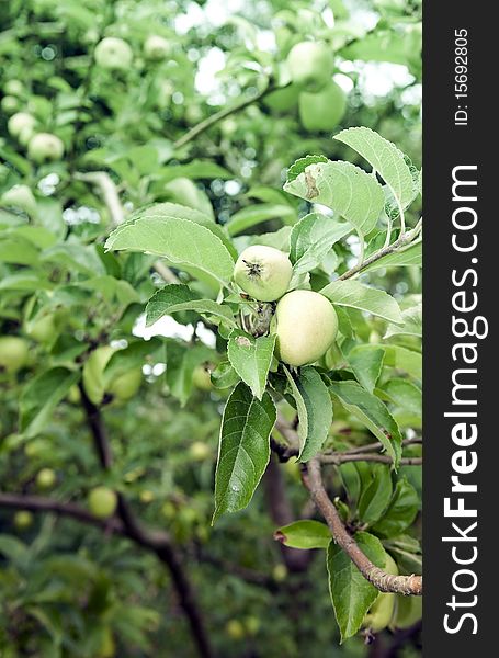 Close-up of apples on tree in orchard