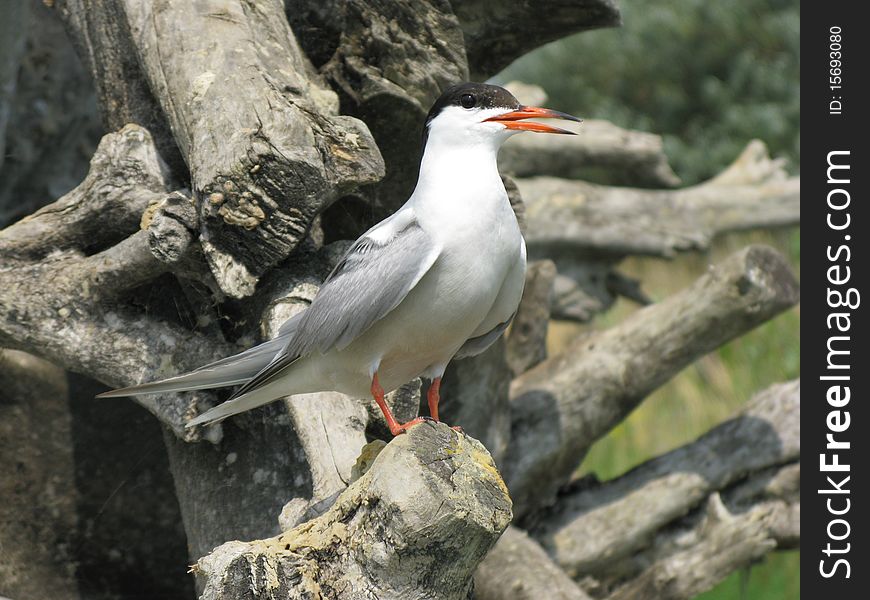 Seagull sitting on a log over the water