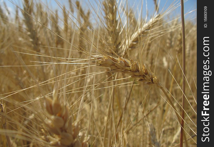 A ripe ear of grain in the field. A ripe ear of grain in the field