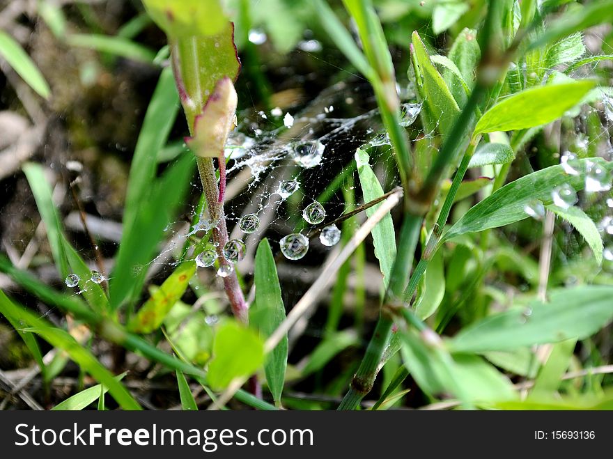 Small drops of dew on a web between blades. Small drops of dew on a web between blades.