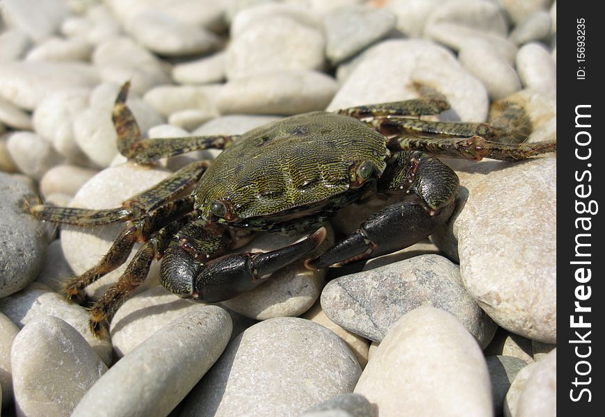 Crab sitting on a rock near the sea