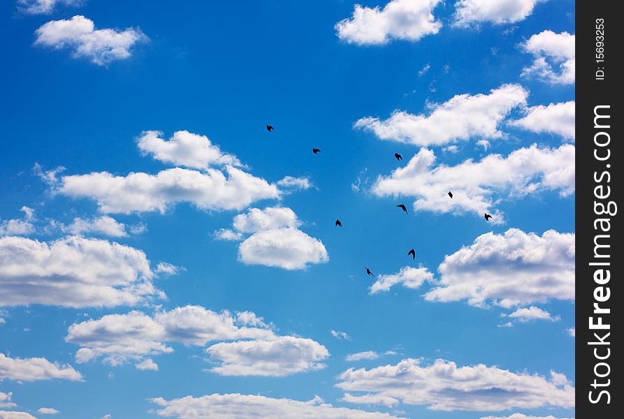 Flying Flocks Of Swifts In Sky.