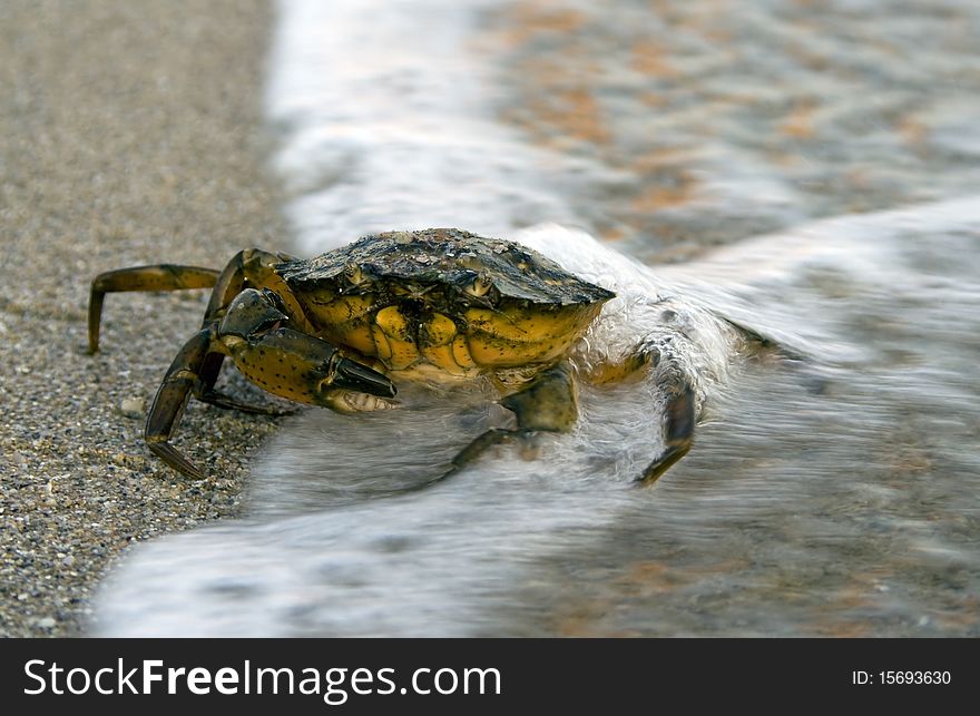 Crab on seaside in summer