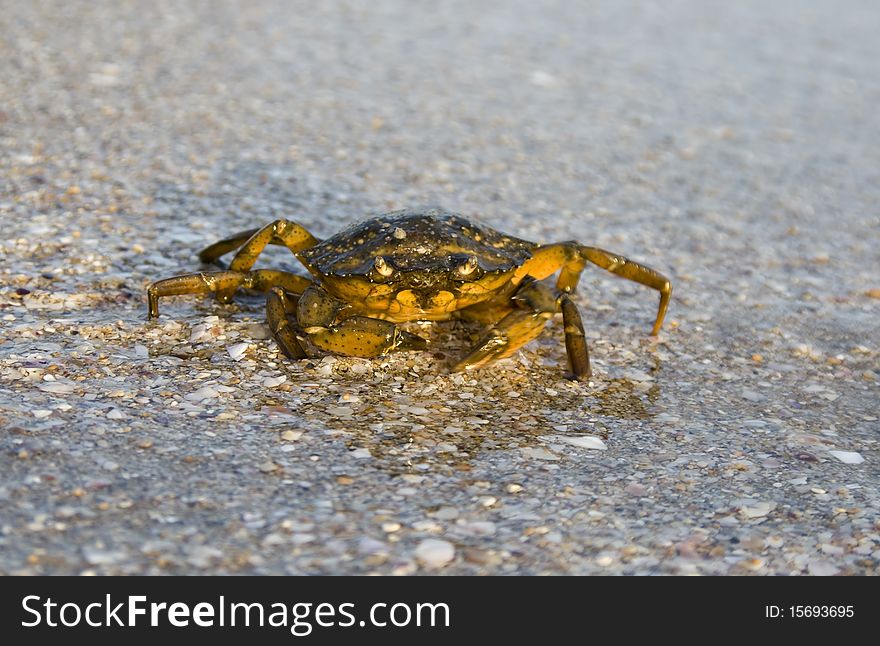 Crab on seaside in summer