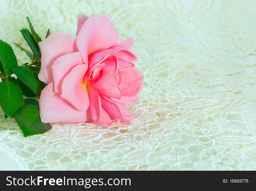 One pink rose on white lace. One pink rose on white lace