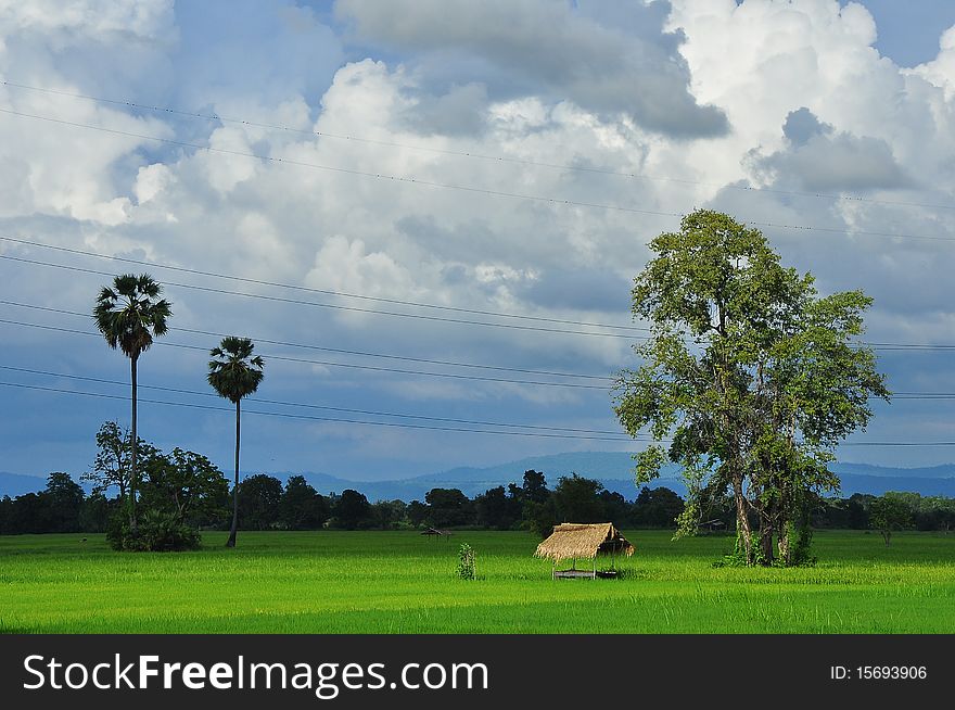 Rice field in Bansangdao , Phitsanulok Thailand