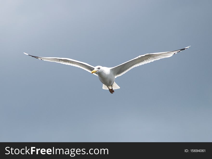 Seagull on cloudy sky background