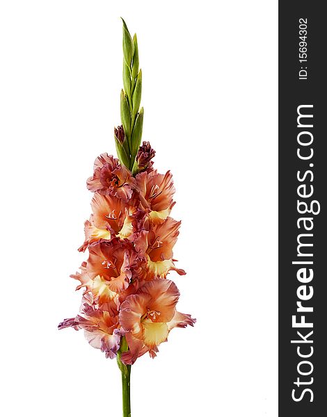 Pink ang yellow gladiolus on white background, isoled