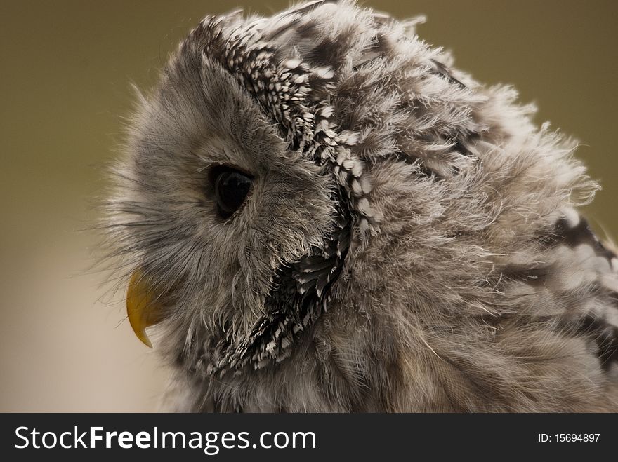 Barn owl face side on