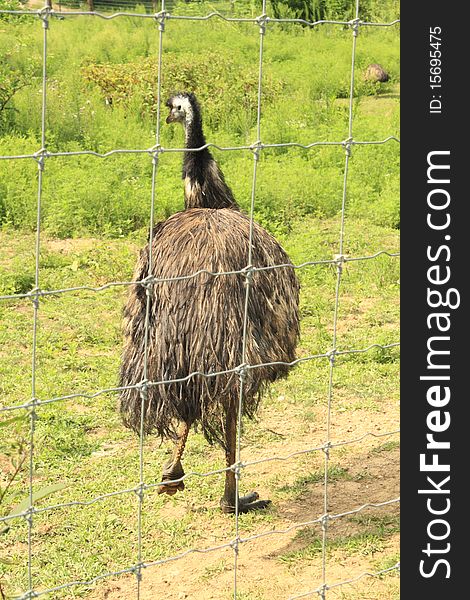 Large emu walking away from fence. Large emu walking away from fence