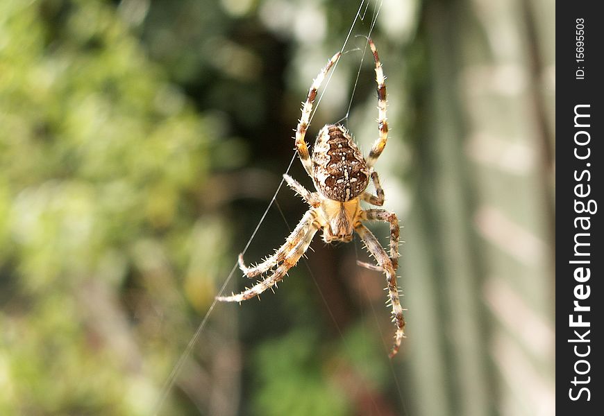 British Spider