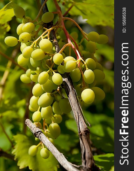 Bunch of grapes with green leaves