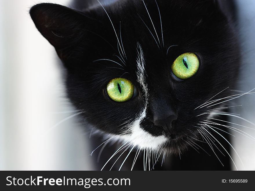 Black cat sitting on a street
Green eyes. Black cat sitting on a street
Green eyes