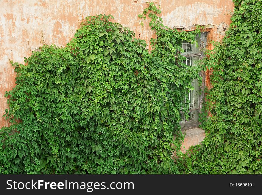 A fragment of the old walls of the house covered with ivy. Texture, background. A fragment of the old walls of the house covered with ivy. Texture, background