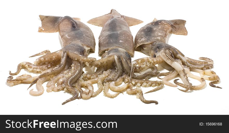 Three nice fresh squids isolated on white background