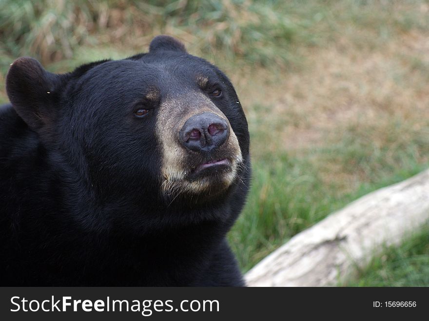 Here is a black bear looking sad