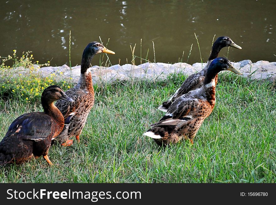 Amicable duck family on walk near lake. Amicable duck family on walk near lake