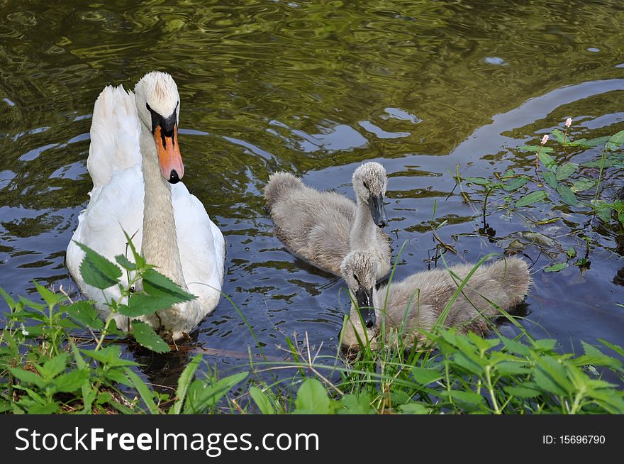 Swan family at coast of wood lake